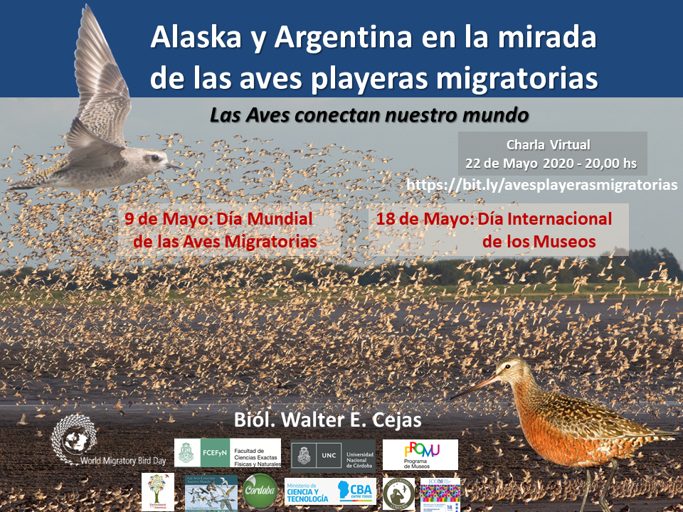 En este momento estás viendo Alaska y Argentina en la mirada de las aves playeras migratorias en cuarentena